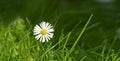 Closeup of a common daisy flower growing in a home backyard or garden during summer or spring. Marguerite perennial Royalty Free Stock Photo