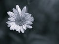 Closeup common daisy flowers with black and white in garden