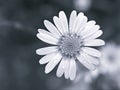 Closeup common daisy flowers with black and white in garden