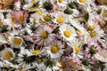 Closeup of common daisy flowers