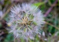 Closeup of a common dandelion (Taraxacum oficinale)