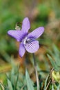 Closeup on a common dog violet, Viola riviniana