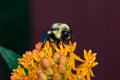 Closeup of common Eastern Bumble Bee on Asclepias tuberosa milkweed, Butterflyweed, wildflower.