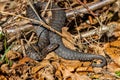 Closeup of a common European adder on the ground covered with dry leaves Royalty Free Stock Photo