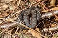 Closeup of a common European adder on the ground, an extremely widespread venomous snake Royalty Free Stock Photo