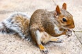 Closeup of common european squirrel sitting on the pavement