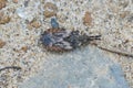 Closeup of the common flatbug, Aradus depressus