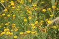 Closeup of common fleabane flowerbed with selective focus on foreground