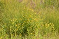 Closeup of common fleabane flowerbed with selective focus on foreground