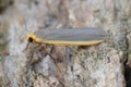 Closeup on a Common footman moth, Eilema lurideola, sitting on a leaf in the shrubs