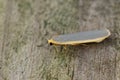 Closeup on a Common footman moth, Eilema lurideola, sitting on wood