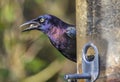 Common Grackle On A Bird Feeder