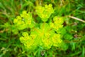 Closeup of common green plant, acrid spurge