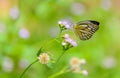Closeup common gull butterfly on wildflowers Royalty Free Stock Photo