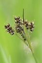 Closeup on a common or heath wood-rush perennial grass, Luzula multiflora, with it's spherical or elongated flower