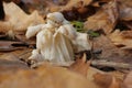 Closeup on common helvel, elfin or white saddle mushroom Helvella crispa on the forest floor