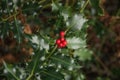 Closeup of common holly growing on a green shrub