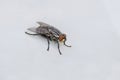 Common House Fly On A White Canvas Royalty Free Stock Photo