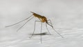 Closeup of common house mosquito profile on white background. Culex pipiens