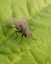 Closeup of a stablefly on a leaf Royalty Free Stock Photo