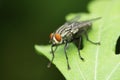 Closeup of Common housefly, Musca domestica, Satara, Maharashtra Royalty Free Stock Photo