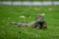 Closeup of common iguana resting on green grass in tropical park Royalty Free Stock Photo