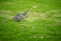 Closeup of common iguana resting on green grass in tropical park Royalty Free Stock Photo