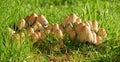 Closeup of Common Ink Caps growing on green grass with copyspace. Cluster of mushrooms growing on lush green ground in Royalty Free Stock Photo