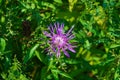 Closeup of a Common Ironweed, Vernonia faciculata