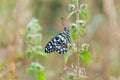 Closeup of common lime butterfly Royalty Free Stock Photo