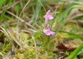 Common lousewort, Pedicularis sylvatica Royalty Free Stock Photo