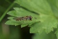 Closeup on the common Marmalade hoverfly, Episyrphus balteatus sitting on a green leaf