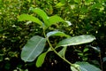 Closeup of a common milkweed, asclepias syriaca plant leaves in a green garden Royalty Free Stock Photo