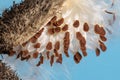 Closeup of common milkweed seedpod and seeds.