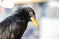 Closeup Common Myna