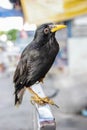 Closeup Common Myna