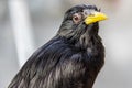 Closeup Common Myna