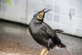 Closeup Common Myna