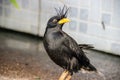 Closeup Common Myna