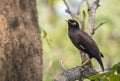 Closeup Common myna (Acridotheres tristis) perching on branch.