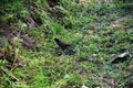 Closeup of the common myna, Indian myna ready to fly from the green grass land. Typical mynah from sturnidae famil Royalty Free Stock Photo