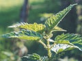 Closeup of common nettle growing and sprouting in garden