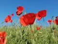 Closeup of common poppy Papaver rhoeas  in green grass. Blue sky in the background Royalty Free Stock Photo