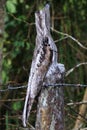 Closeup of a Common Potoo Nyctibius griseus Royalty Free Stock Photo