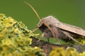 Closeup on the Common Quaker owlet moth, Orthosia cerasi sitting on wood