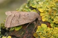 Closeup on the Common Quaker owlet moth, Orthosia cerasi sitting on wood