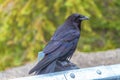 Closeup of a common raven (Corvus corax principalis) perched on a metallic surface Royalty Free Stock Photo