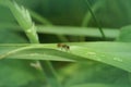 Closeup on a common red ant, Myrmica rubra on a green grass blade in the garden Royalty Free Stock Photo