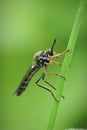 Closeup on a Common Red-legged Robberfly, Dioctria rufipes , perched on a grass straw