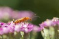 Common Red Soldier Beetle Rhagonycha fulva on pink Achillea Royalty Free Stock Photo